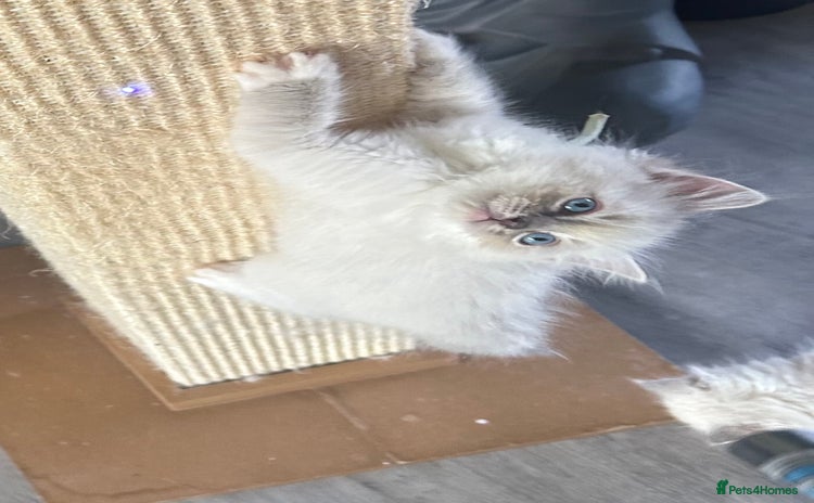 Ragdoll cats - Advert 1