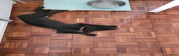 Lurcher dogs for sale: Lurcher puppy in Okehampton - Advert 4