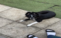 Border Collie dogs for sale: Maeve Border collie puppy  - Image 6