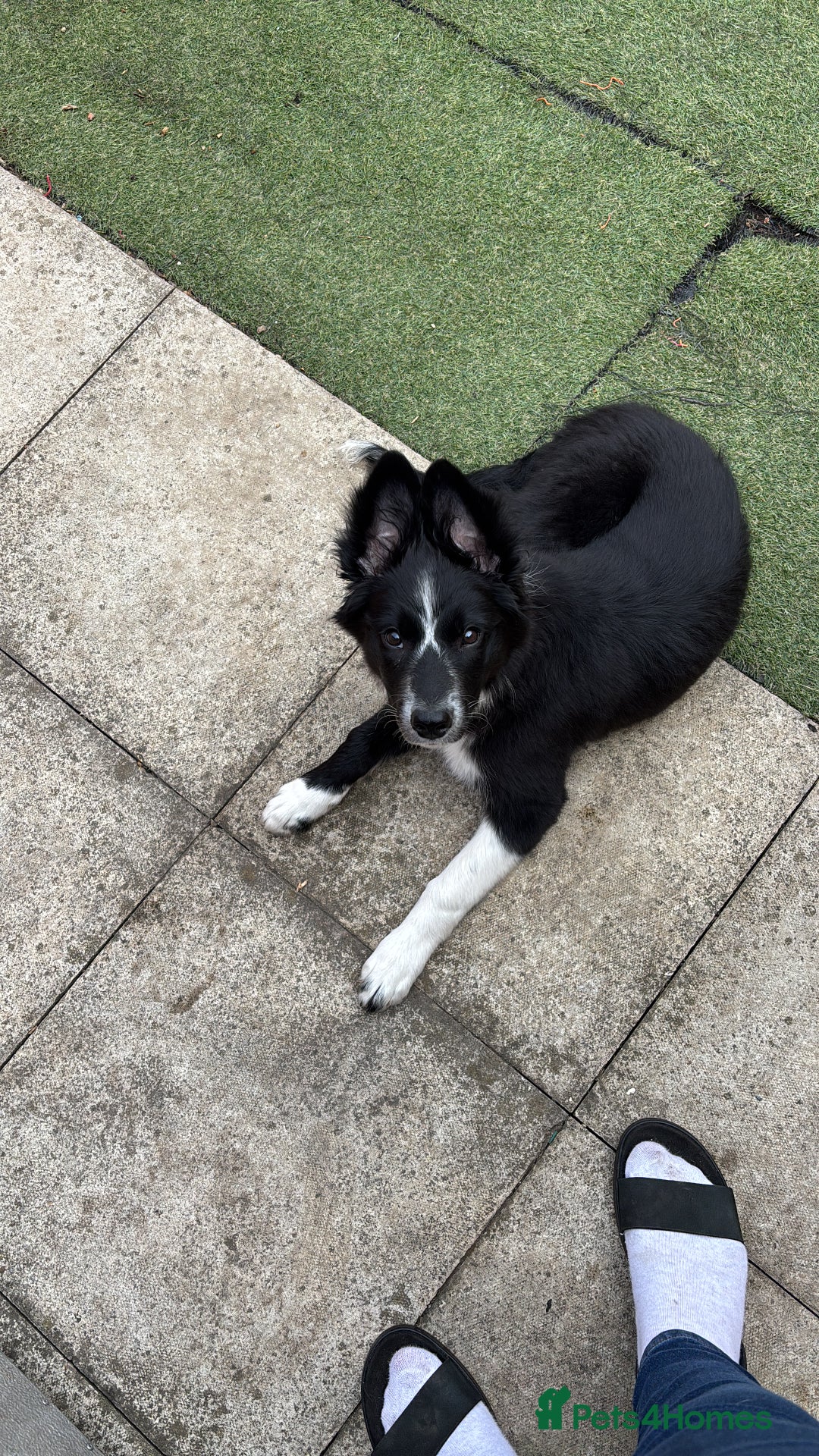 Border Collie dogs for sale: Maeve Border collie puppy  - Image 6