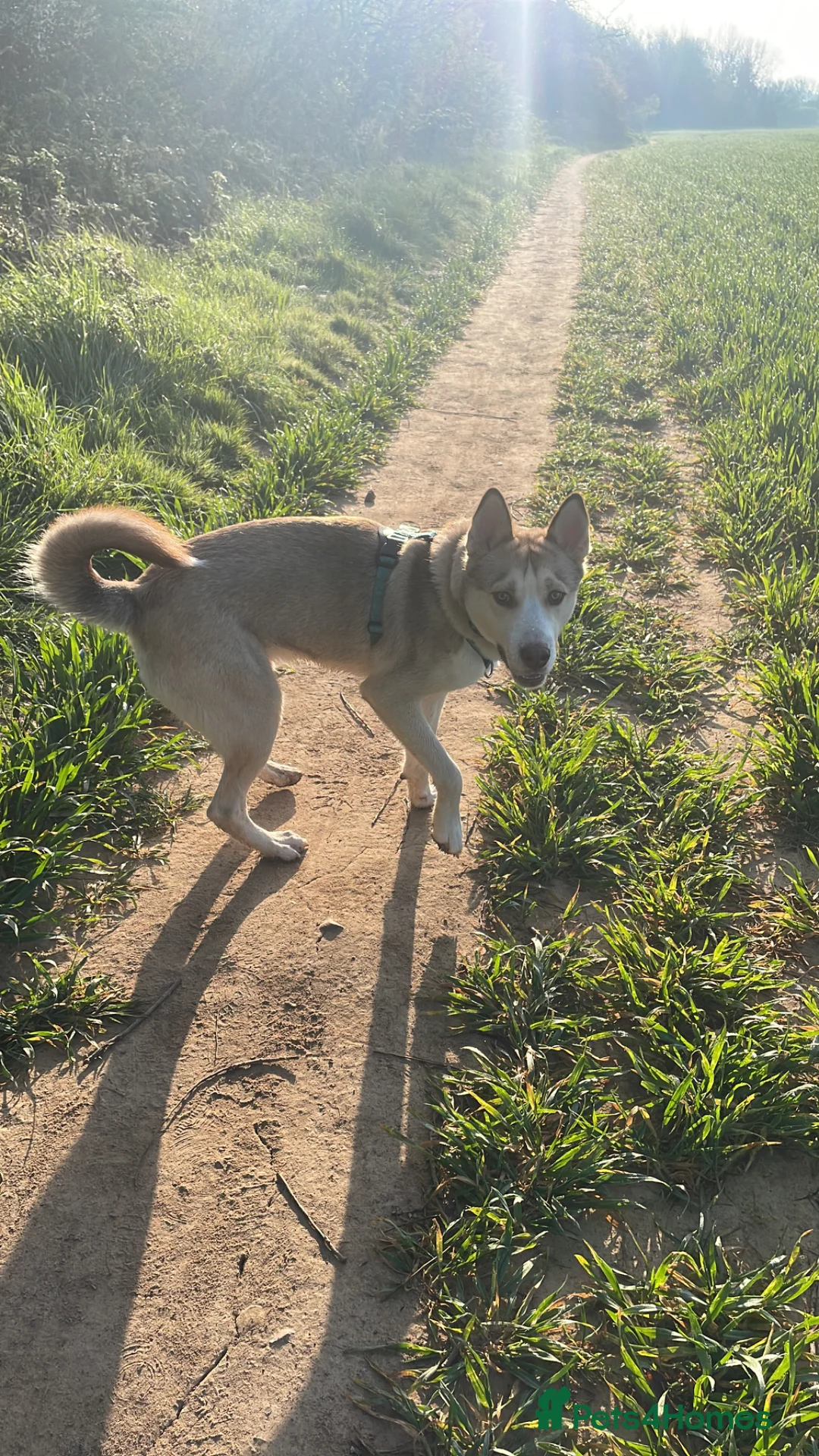 Utonagan dogs for sale: Need new loving home for my husky  - Advert 7