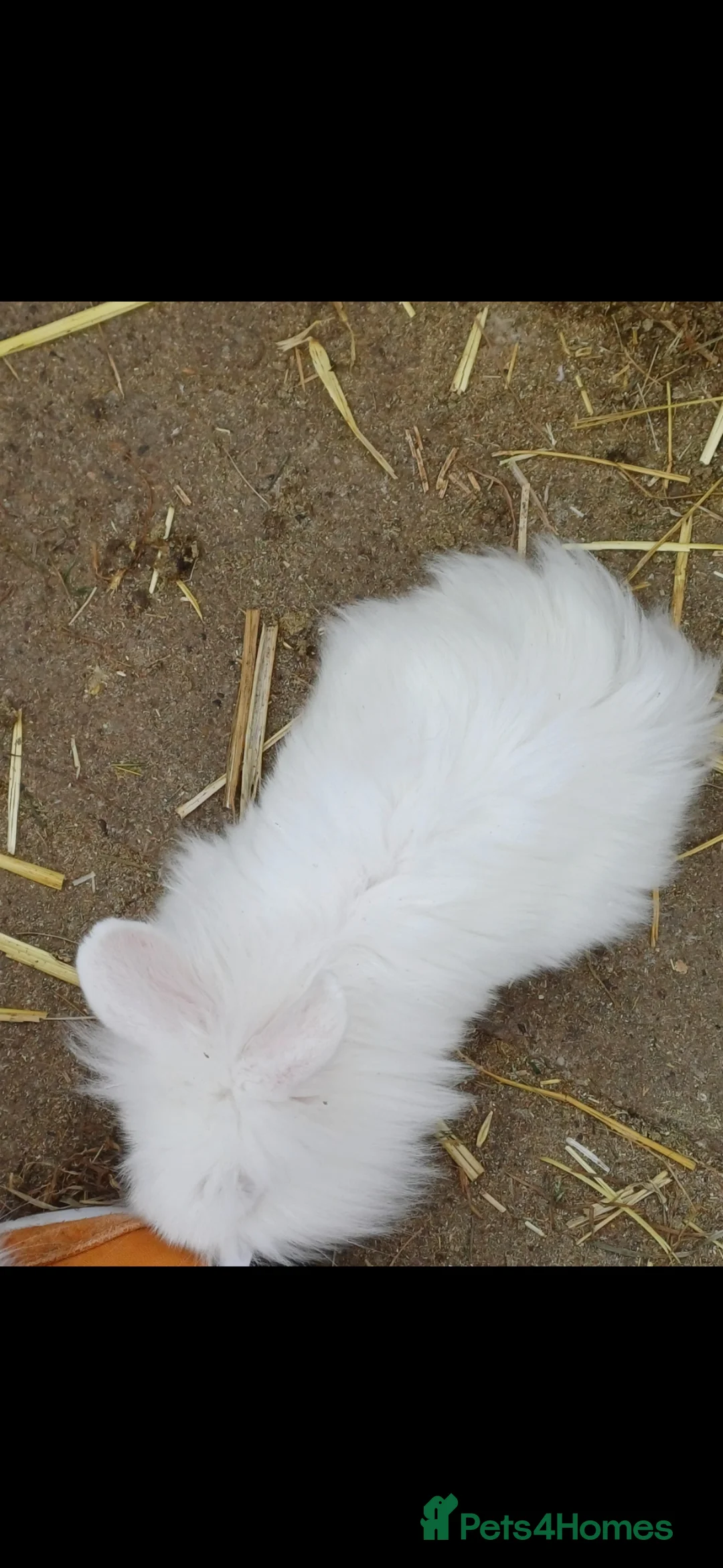 Mini Lion Lop rabbits for sale: Mixed sex 10 week old rabbits in Scunthorpe - Advert 4