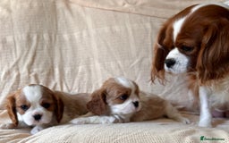 Cavalier King Charles Spaniel dogs for sale: Gorgeous Cavalier King Charles Puppies  - Image 14
