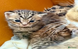 British Shorthair cats for sale: Bella’s Kittens  - Image 3