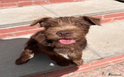 Patterdale Terrier dogs for sale: Patterdale terrier puppy  - Image 1