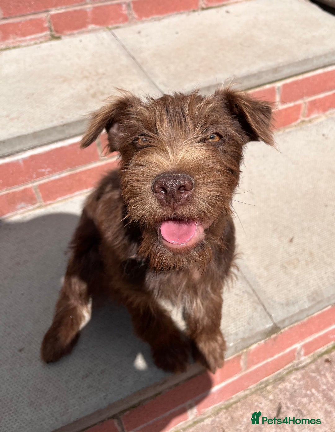 Patterdale Terrier dogs for sale: Patterdale terrier puppy  - Image 1