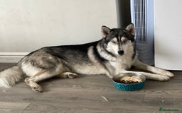 Siberian Husky dogs for stud: PROVEN KC Registered Siberian Husky Stud ONLY in Solihull - Image 6