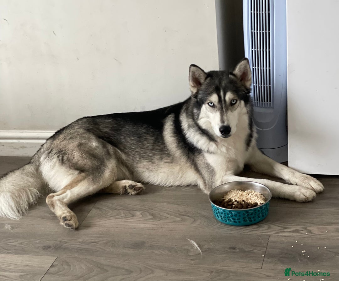 Siberian Husky dogs for stud: PROVEN KC Registered Siberian Husky Stud ONLY in Solihull - Image 6