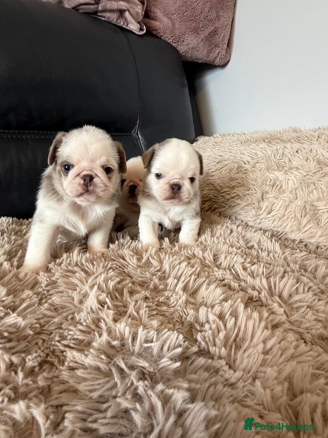 Pug dogs for sale: Stunning litter lilac tans and lilac tan pandas - Image 27