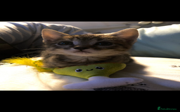 Bengal cats for sale: beautiful bengal kitten  - Image 33
