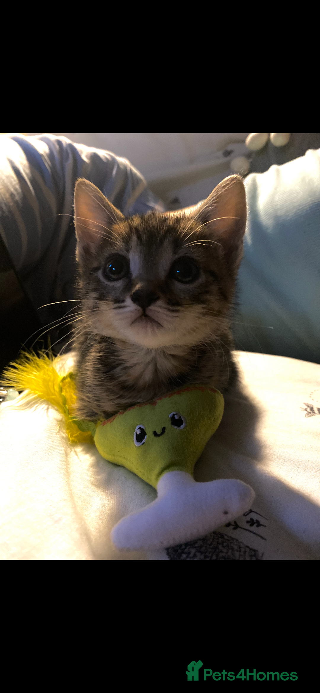 Bengal cats for sale: beautiful bengal kitten  - Image 33