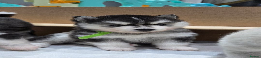 Pomsky Puppy 1