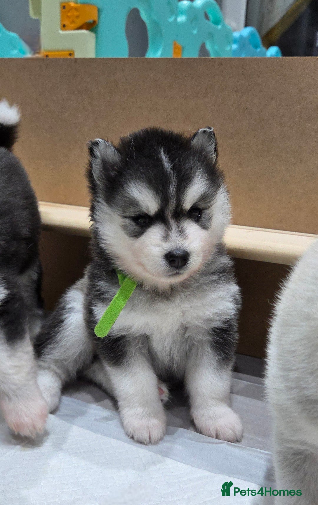 Pomsky dogs for sale: Perfect medium size Pomsky - Image 18
