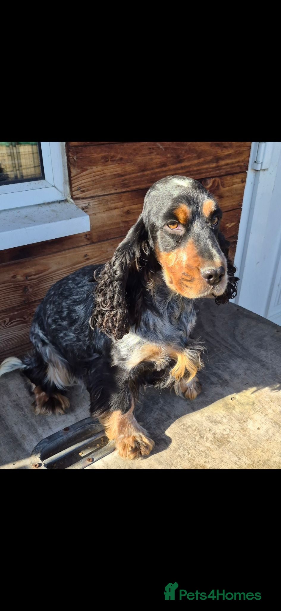 Cocker Spaniel dogs Blue toan and tan show type cocker spaniel girl - Advert 4
