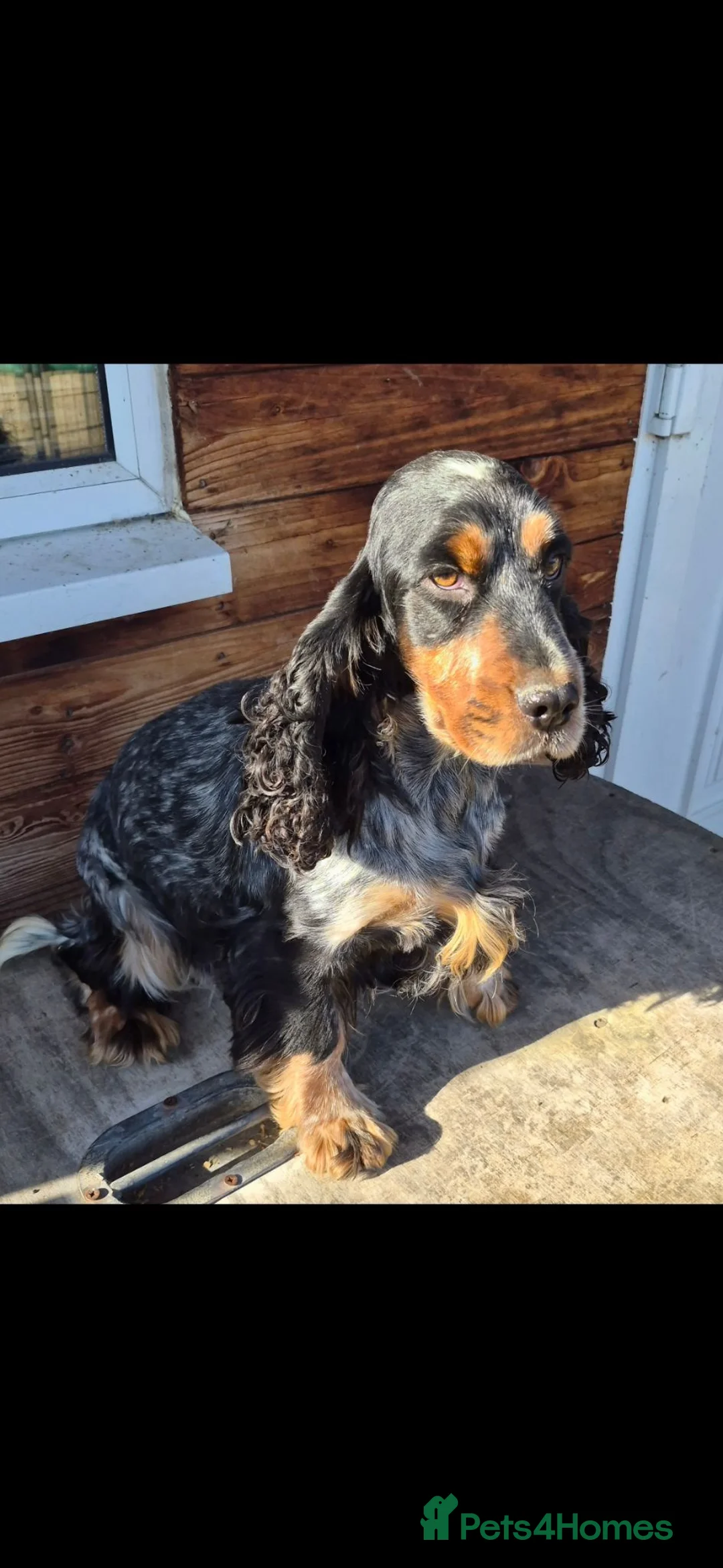 Cocker Spaniel dogs for sale: Blue toan and tan show type cocker spaniel girl - Advert 1