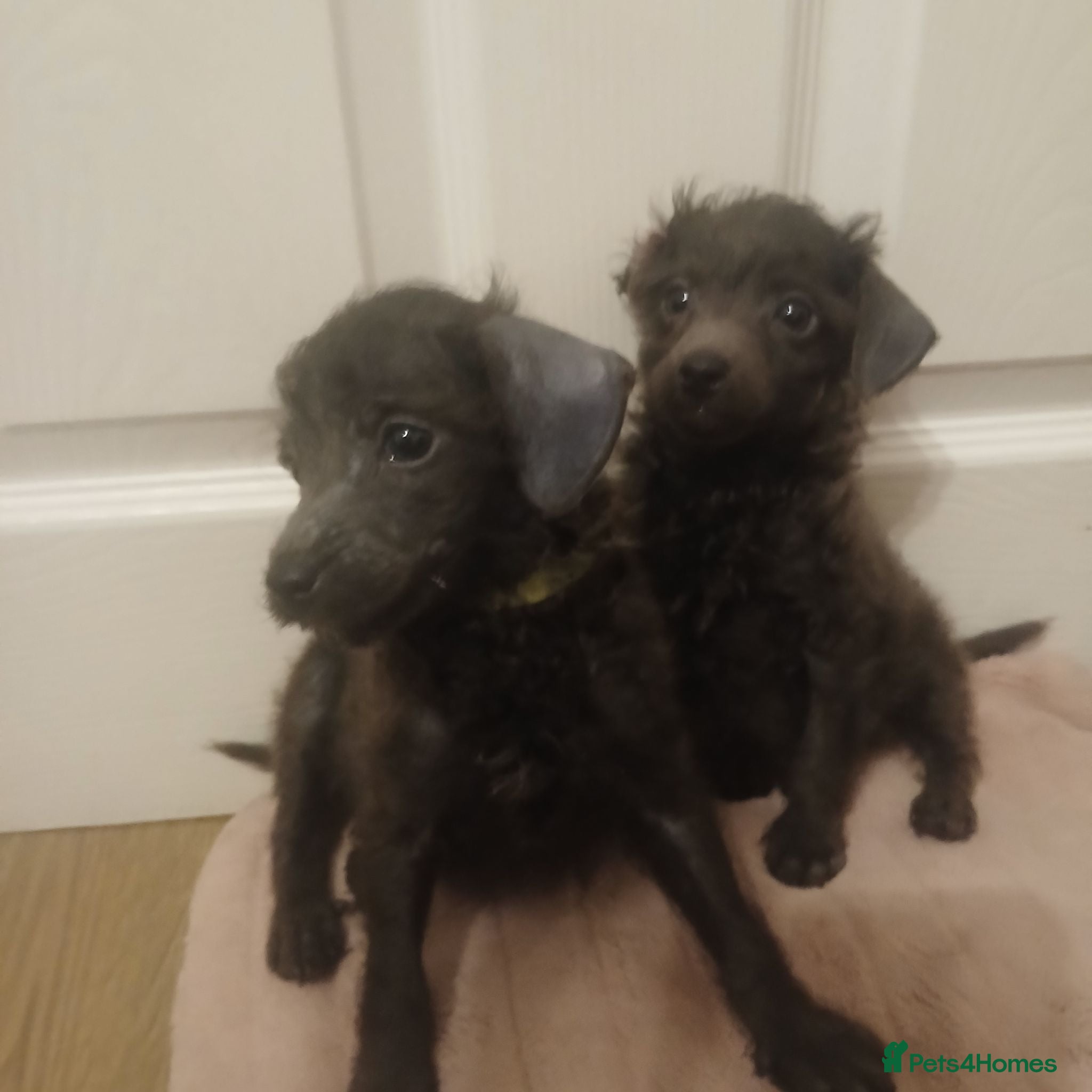 Toy Poodle dogs 🩶New videos 🩷pics added 🩶 - Advert 1