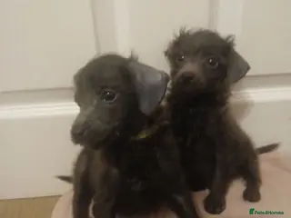 Toy Poodle dogs 🩶New videos 🩷pics added 🩶 - Advert 1