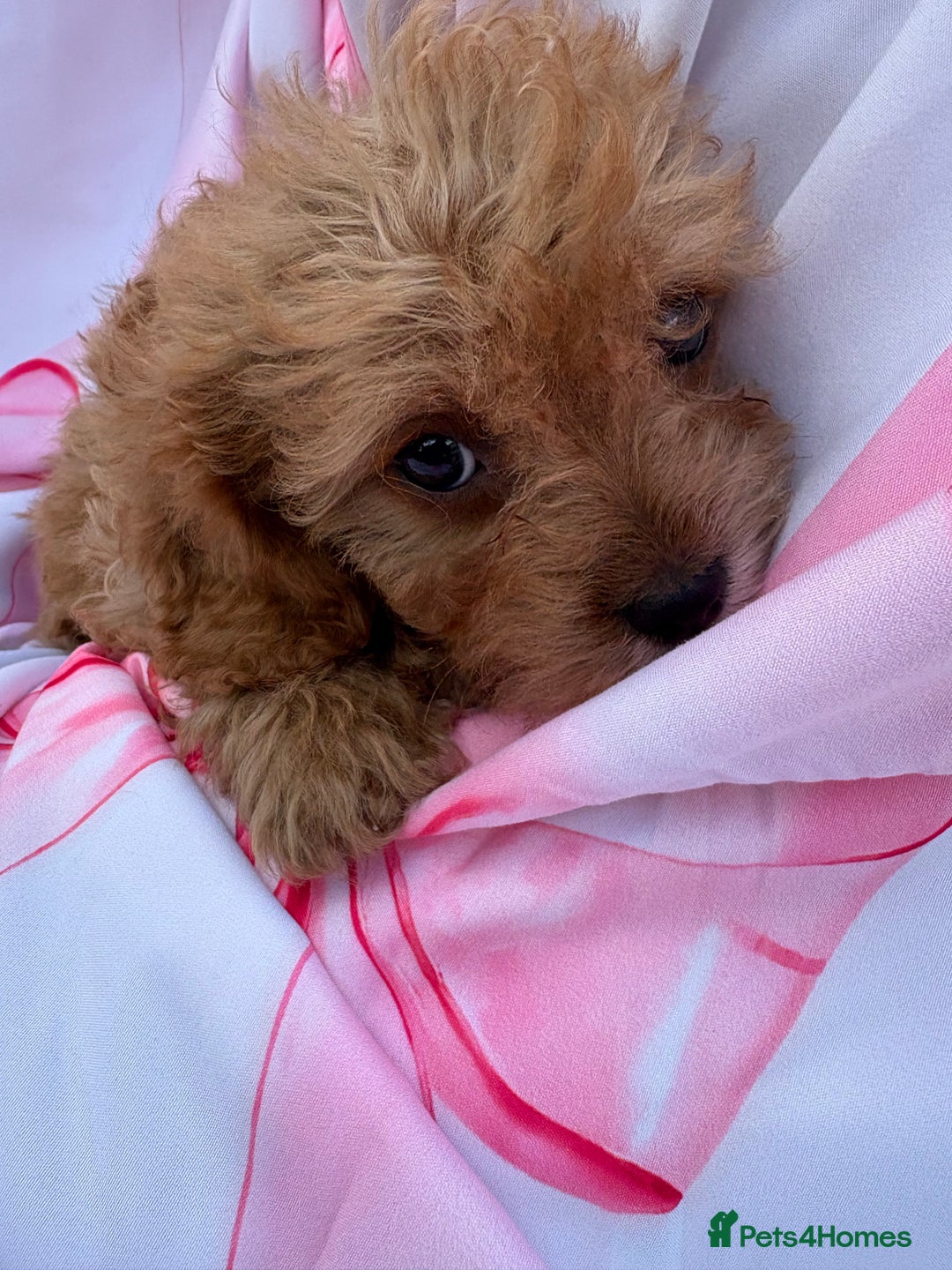 Cavapoo dogs for sale: 🐾💕💙STUNNING F1 CAVAPOOS 💙💕🐾 - Image 23