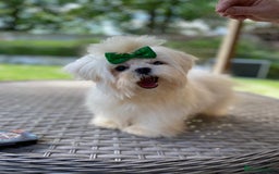 Maltese dogs for sale: Beautiful Maltese Puppies  - Image 11