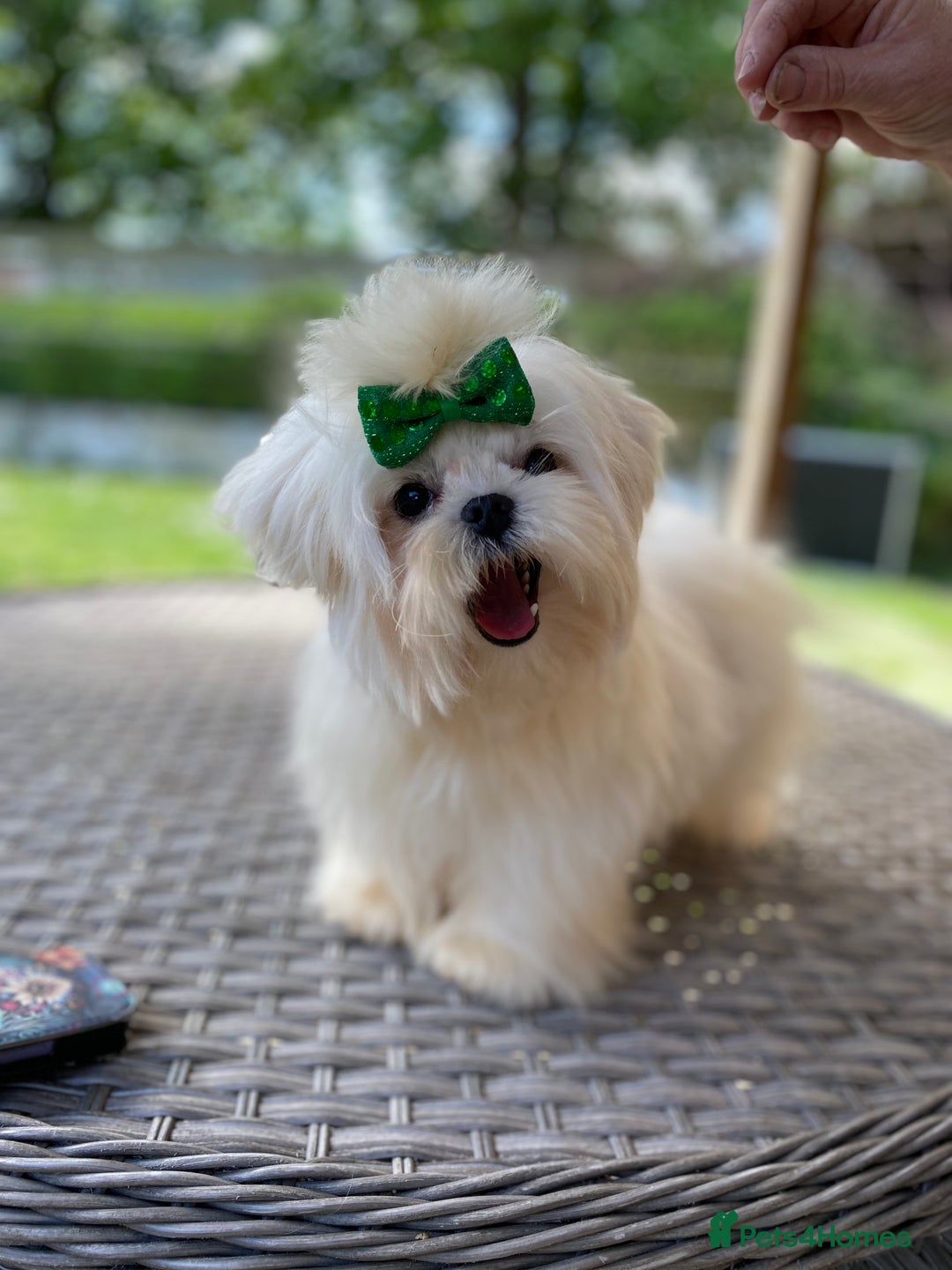 Maltese dogs for sale: Beautiful Maltese Puppies  - Image 11