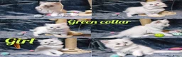 British Longhair cats for sale: Black silver shaded kitten - Advert 15