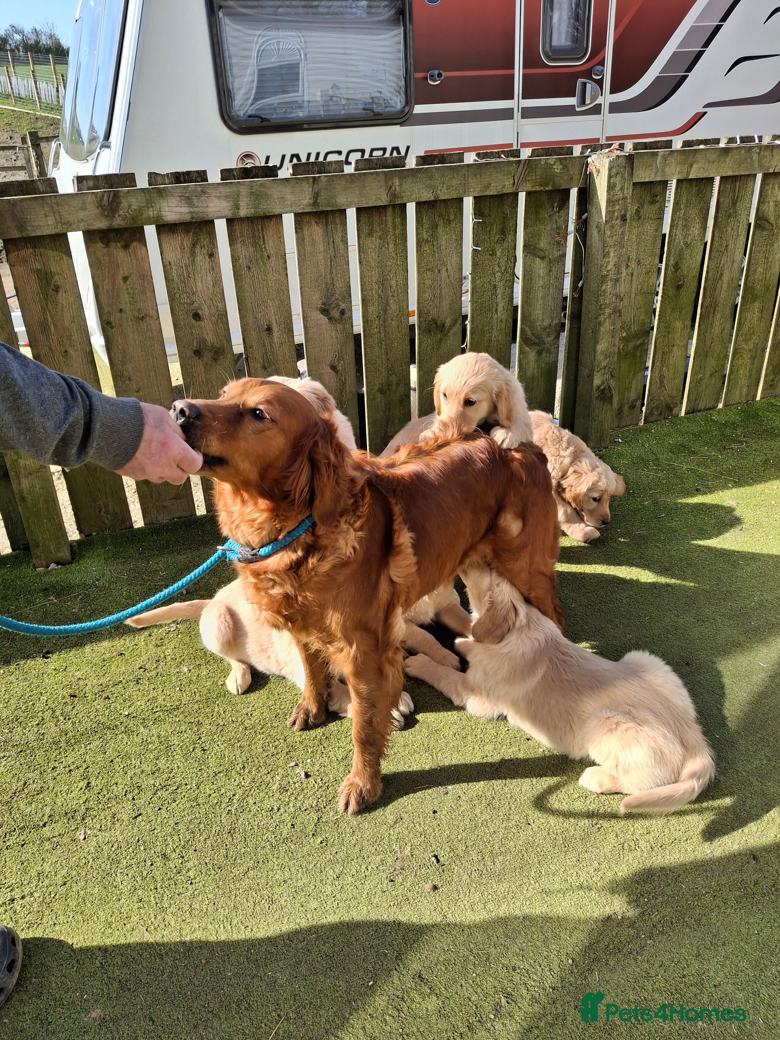 Golden Retriever dogs Golden Retreiver Puppies  - Advert 16