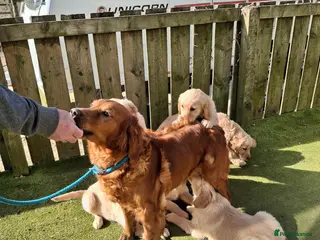 Golden Retriever dogs Golden Retreiver Puppies - Advert 16