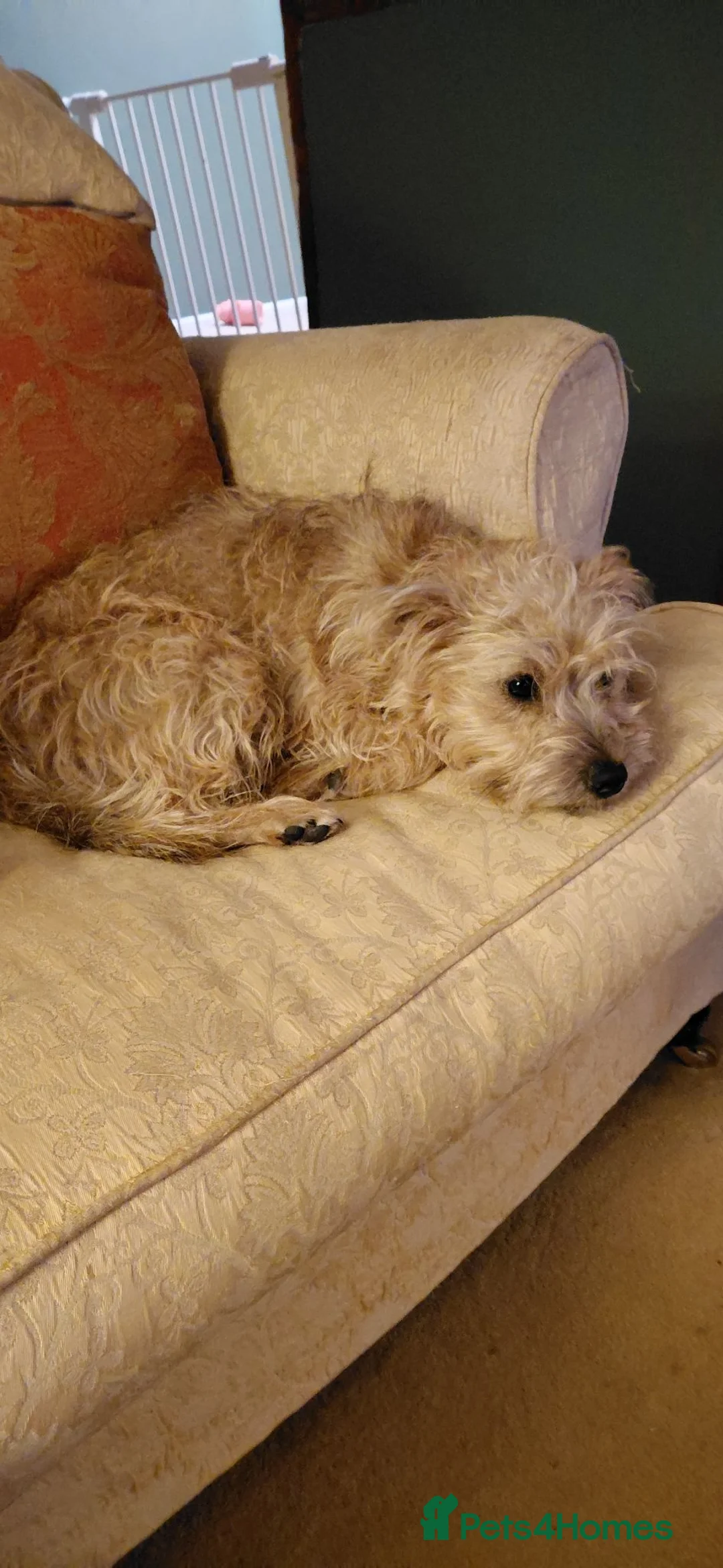 Mixed Breed dogs for stud: Nellie looking for a stud - Advert 2