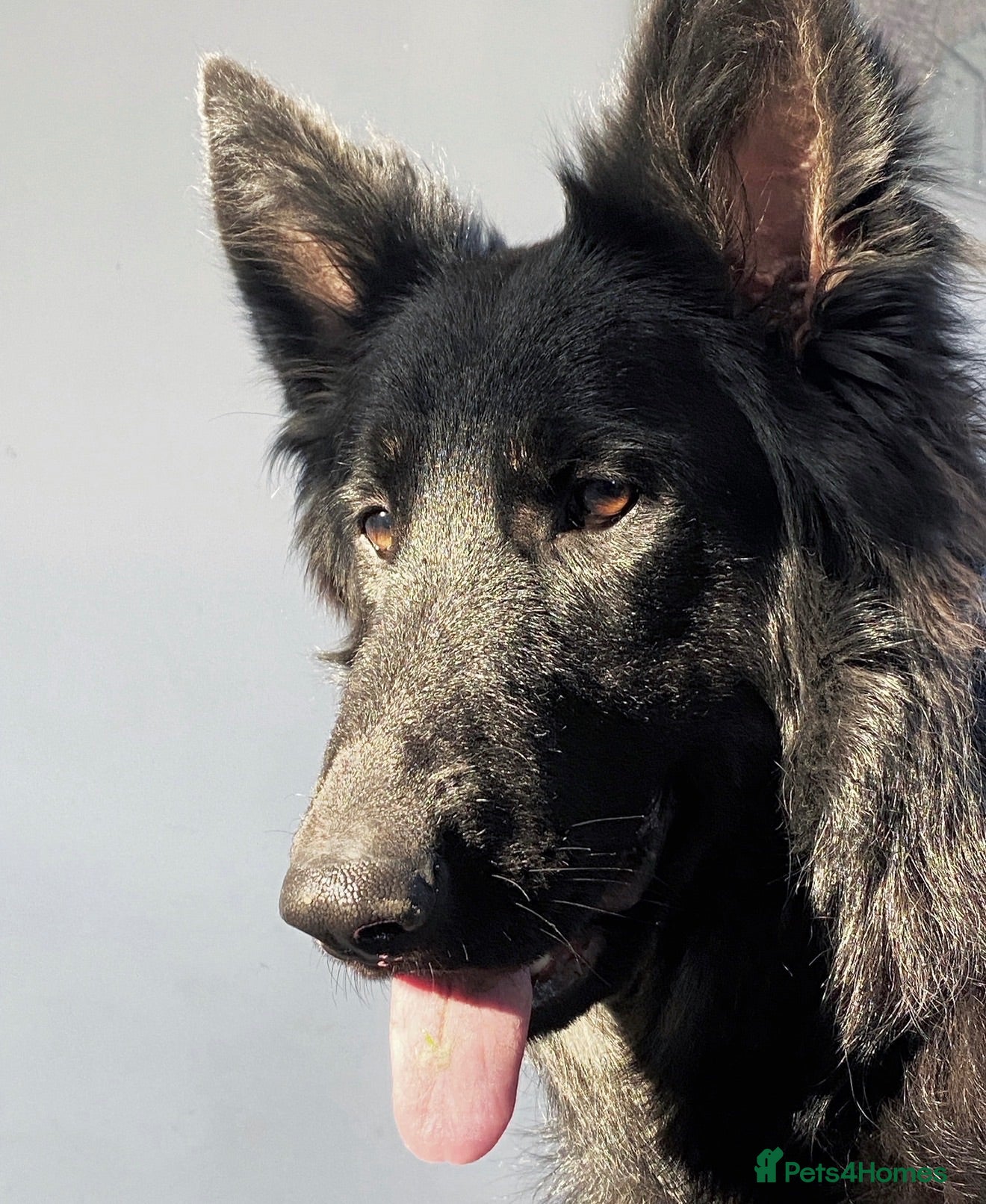 German Shepherd dogs Female German shepherd looking for forever home  - Advert 2