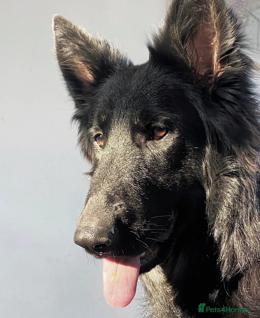 German Shepherd dogs for sale: Female German shepherd looking for forever home  - Advert 1