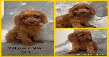 Cavapoo dogs - Advert 4