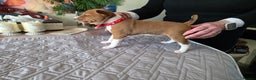 Basenji dogs for sale: Adorable Basenji Puppies Awaiting Their Heroes. - Advert 4