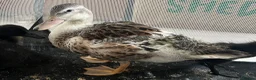 Ducks poultry for sale: Female Miniature Appleyard!  - Advert 2