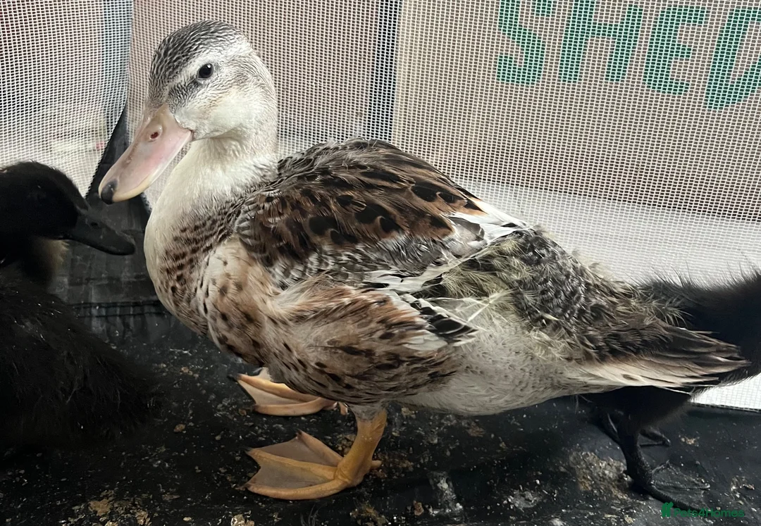 Ducks poultry for sale: Female Miniature Appleyard!  - Advert 2