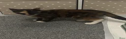 Mixed Breed cats for sale: Rescue affectionate cats - Advert 4
