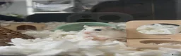 Hamster rodents for sale: Robo hamster with every inside the cage + the cage - Advert 5