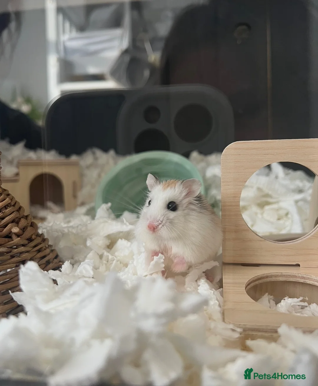 Hamster rodents for sale: Robo hamster with every inside the cage + the cage - Advert 5