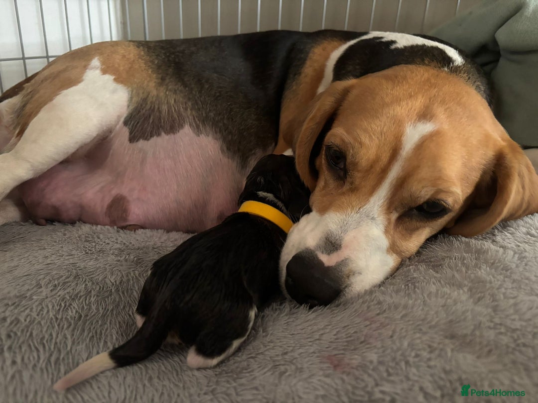 Beagle dogs for stud: Spot, Proven KC reg Beagle for stud in Sheffield - Image 8