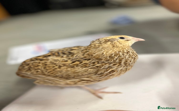 Quail poultry - Advert 6