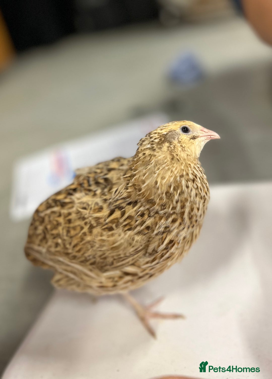 Quail poultry for sale: Three female quail - Image 1