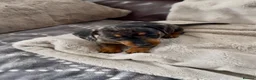 Miniature Dachshund dogs for sale: Miniature Dachshund KC Registered - Advert 6