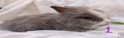 Lionhead rabbits for sale: 3 Beautiful dwarf Lion head Bunnies  - Advert 5