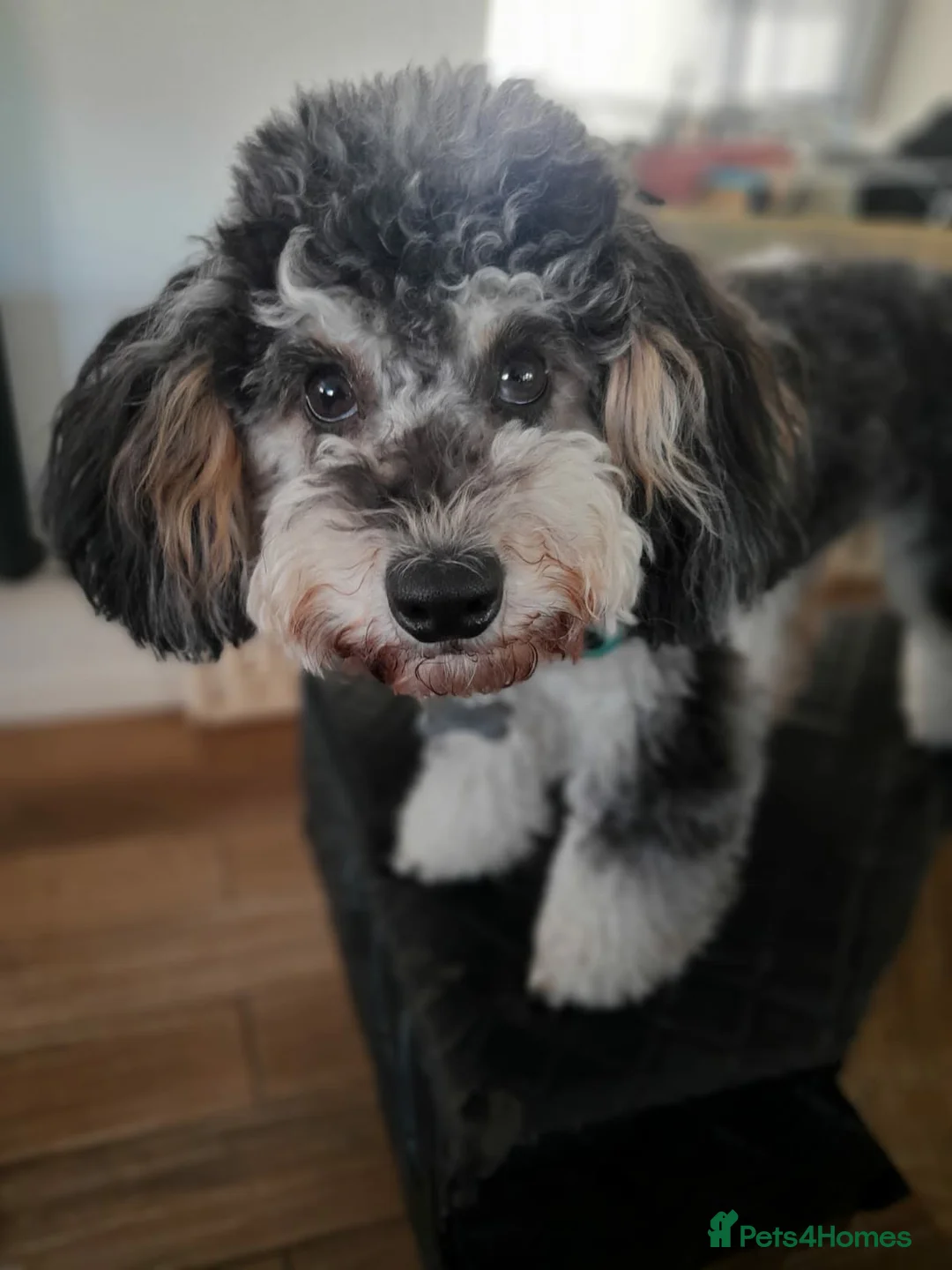 Maltipoo dogs for sale: F1 Maltipoo Puppies, last girl - Advert 11