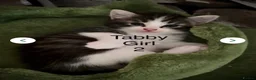 Mixed Breed cats for sale: Persian mix tabbies - Advert 5
