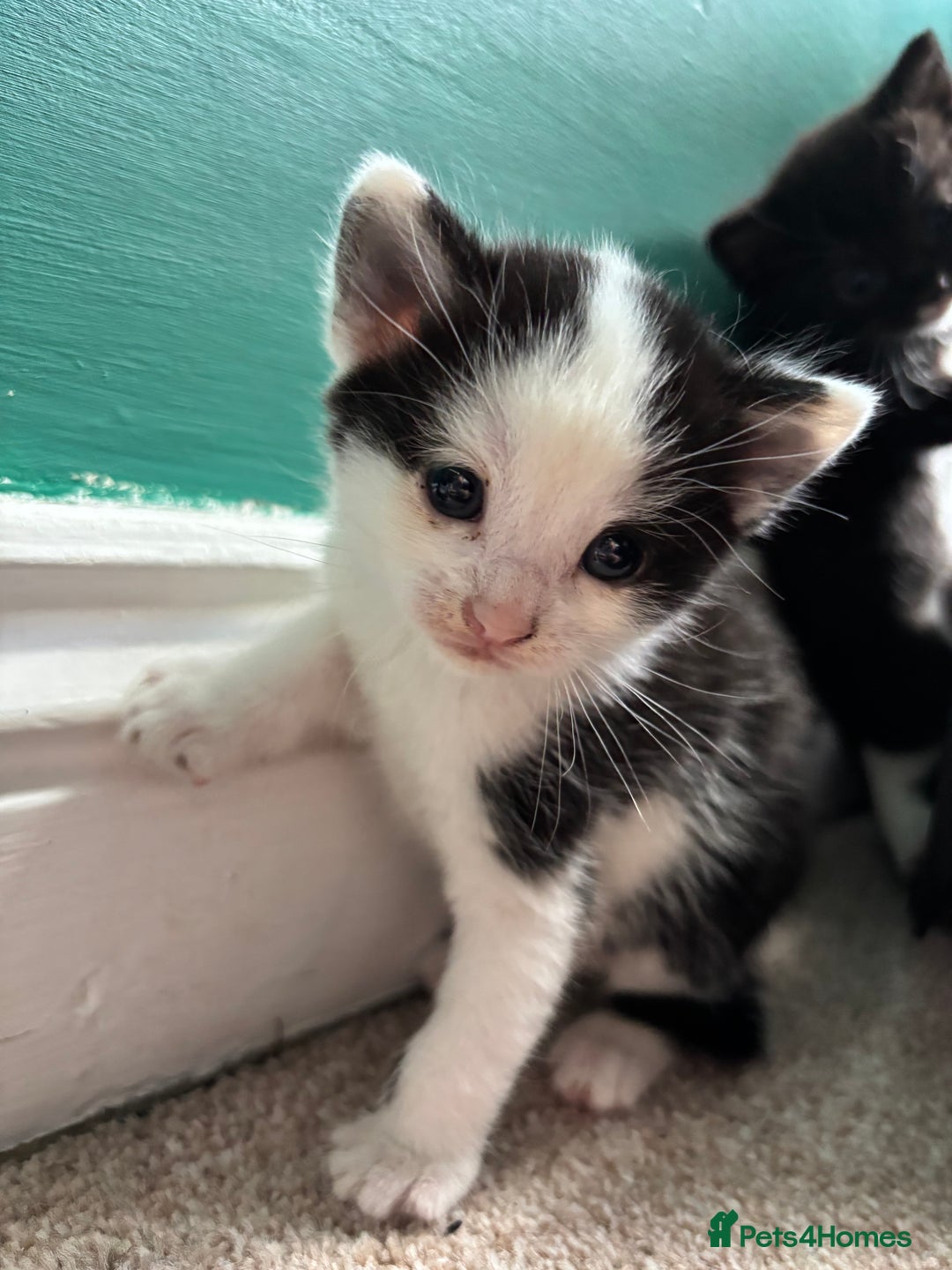 British Longhair cats for sale: Three adorable kittens  - Image 36