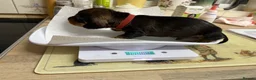 Dachshund dogs for sale: KC Registered Wire Haired Teckel Puppies - Advert 2