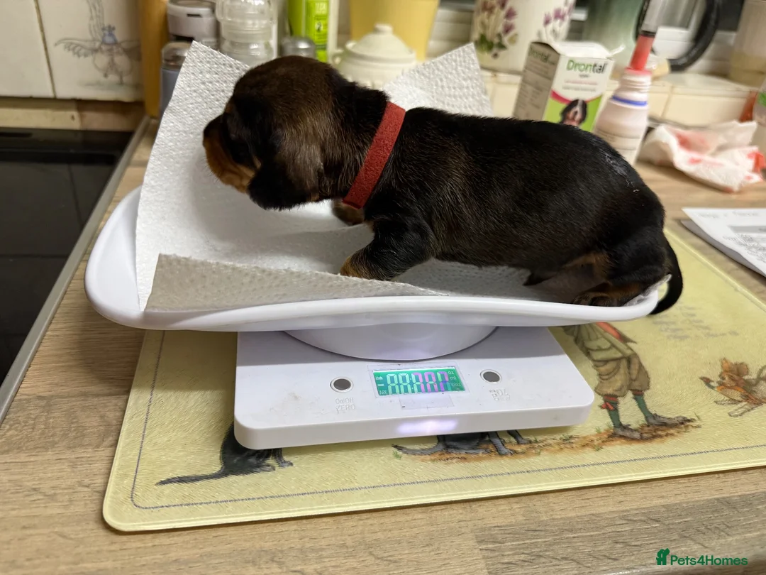 Dachshund dogs for sale: KC Registered Wire Haired Teckel Puppies - Advert 2