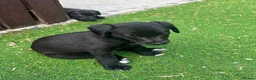 Mixed Breed dogs for sale: Beautiful F1 Bedlington Whippet  in Bradford - Advert 22