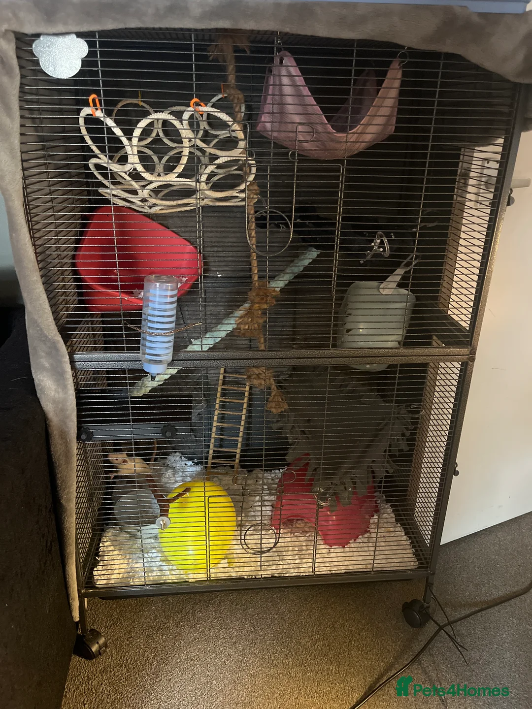 Rat rodents for sale: 6 female rats with cage  - Advert 1