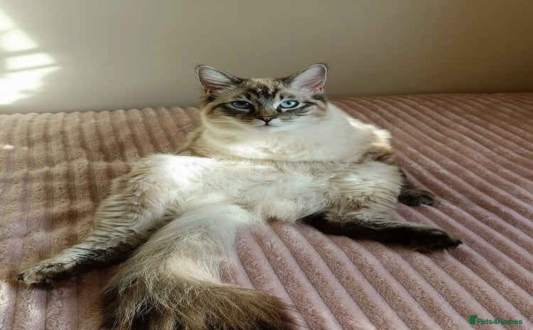 Ragdoll cats - Advert 16